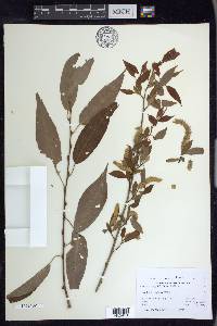 Salix amygdaloides image