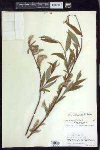 Salix arbusculoides image