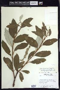 Salix alaxensis image