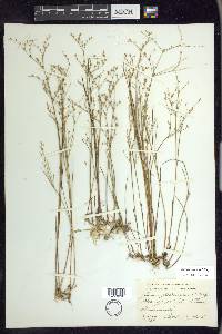 Juncus pelocarpus image