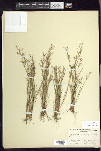 Juncus pelocarpus image