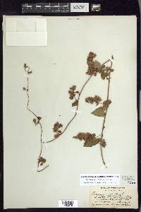 Fallopia scandens var. scandens image