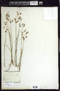 Juncus nodosus image