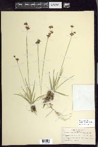 Juncus orthophyllus image