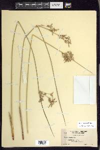 Juncus patens image