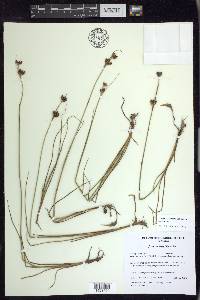 Juncus castaneus subsp. castaneus image