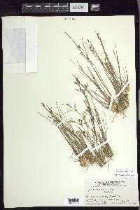 Juncus pelocarpus image