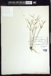 Juncus pelocarpus image