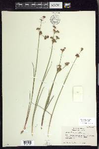 Juncus brevicaudatus image