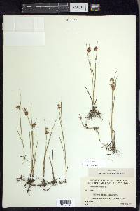 Juncus nodosus image