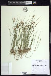 Juncus nodosus image