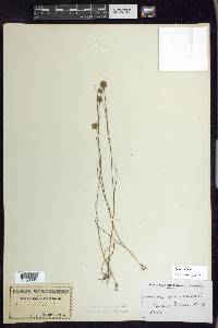 Juncus nodosus image