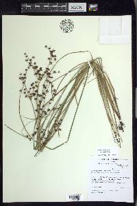 Juncus articulatus image