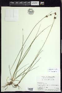 Juncus castaneus subsp. castaneus image