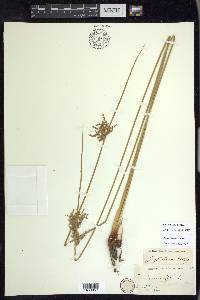 Juncus patens image