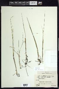 Juncus nodosus image