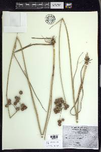 Juncus megacephalus image