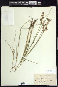 Juncus nodosus image