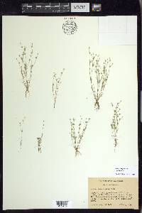 Juncus bufonius var. bufonius image