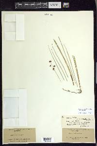 Juncus nevadensis var. nevadensis image