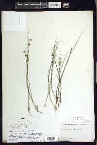 Juncus nodosus image