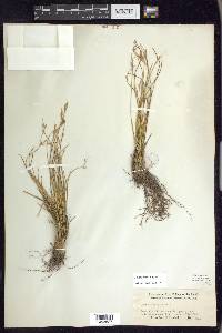 Juncus parryi image