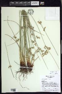 Juncus patens image