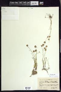 Juncus nodosus image