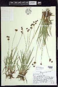 Juncus orthophyllus image