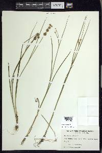 Juncus nodosus image