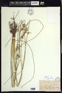 Juncus patens image