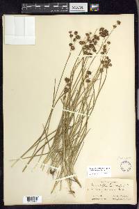 Juncus phaeocephalus image