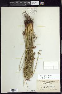 Juncus patens image