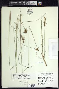 Juncus greenei image