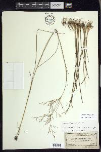 Juncus pelocarpus image