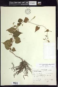 Fallopia cilinodis image