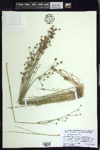 Juncus alpinoarticulatus image