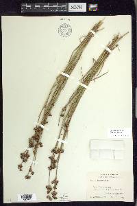 Juncus brevicaudatus image