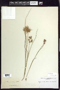 Juncus nodosus image