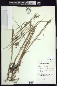 Juncus nodosus image