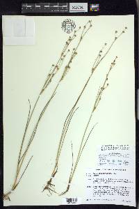 Juncus alpinoarticulatus image