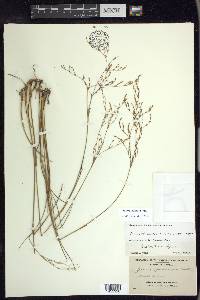 Juncus pelocarpus image