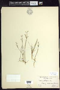 Juncus pelocarpus image