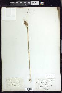 Juncus nodosus image