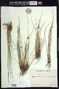 Juncus patens image