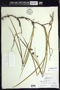 Juncus phaeocephalus image