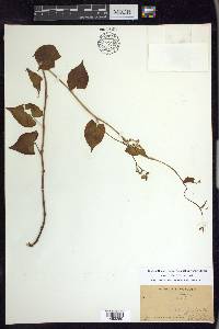 Fallopia cilinodis image