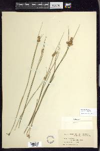 Juncus nodosus image