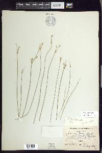 Juncus parryi image