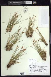 Juncus parryi image